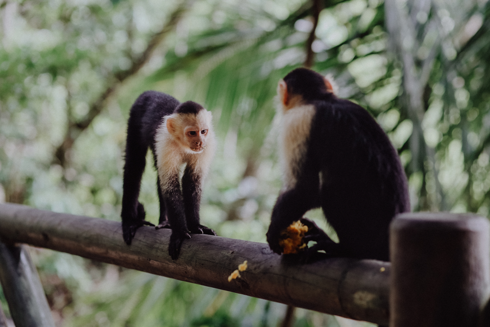 Costa Rica Reiseguide