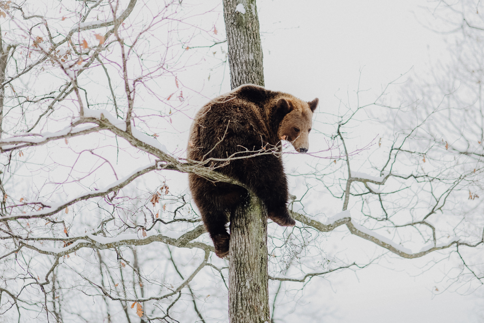 Rumänien Sehenswürdigkeiten Libearty Sanctuary