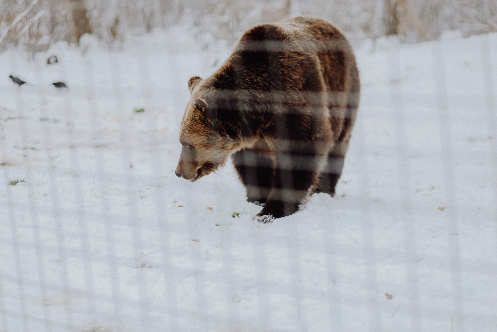 Brasov Rumänien Libearty Sanctuary