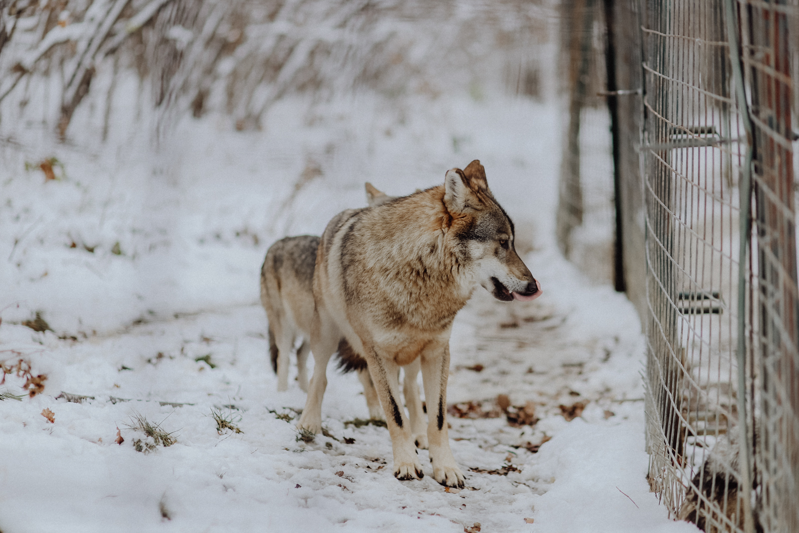 Brasov Rumänien Libearty Sanctuary