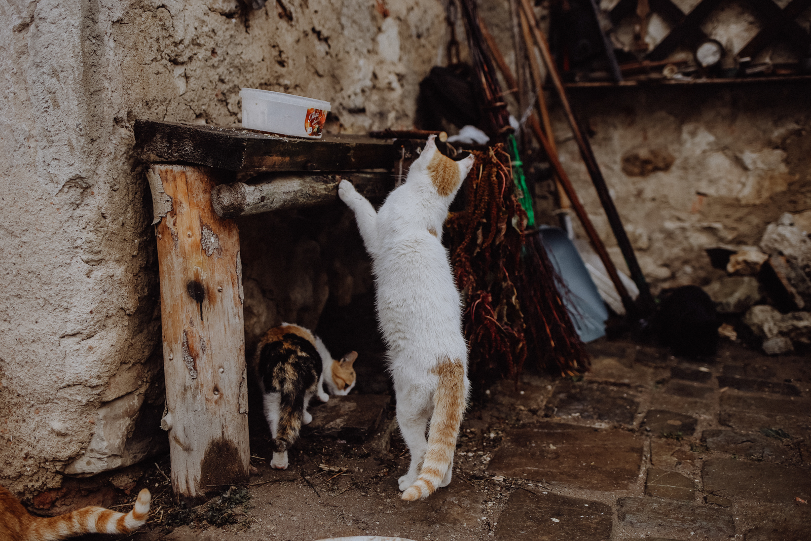 Brasov Rumänien Burg Rasnov