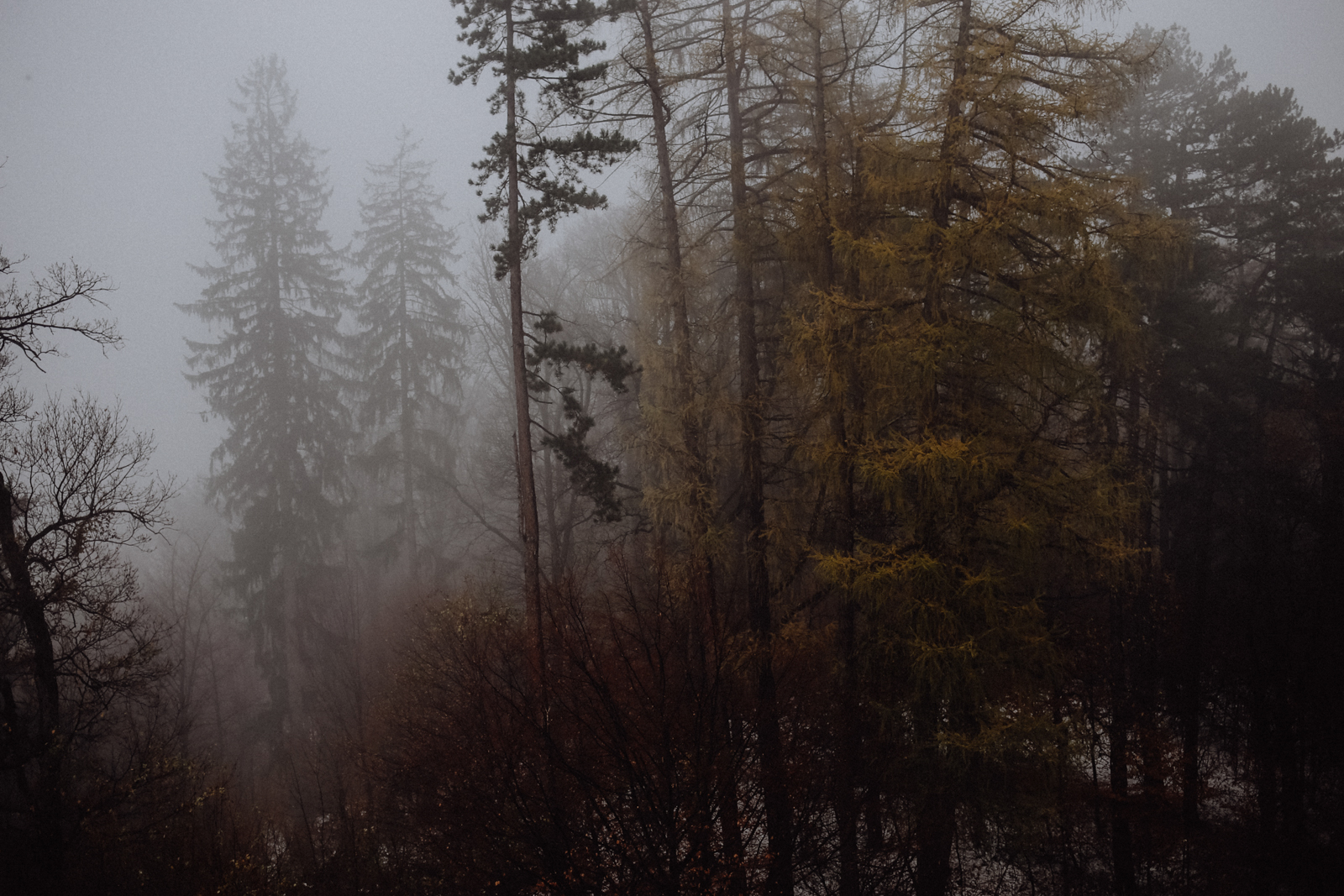 Brasov Rumänien Burg Rasnov