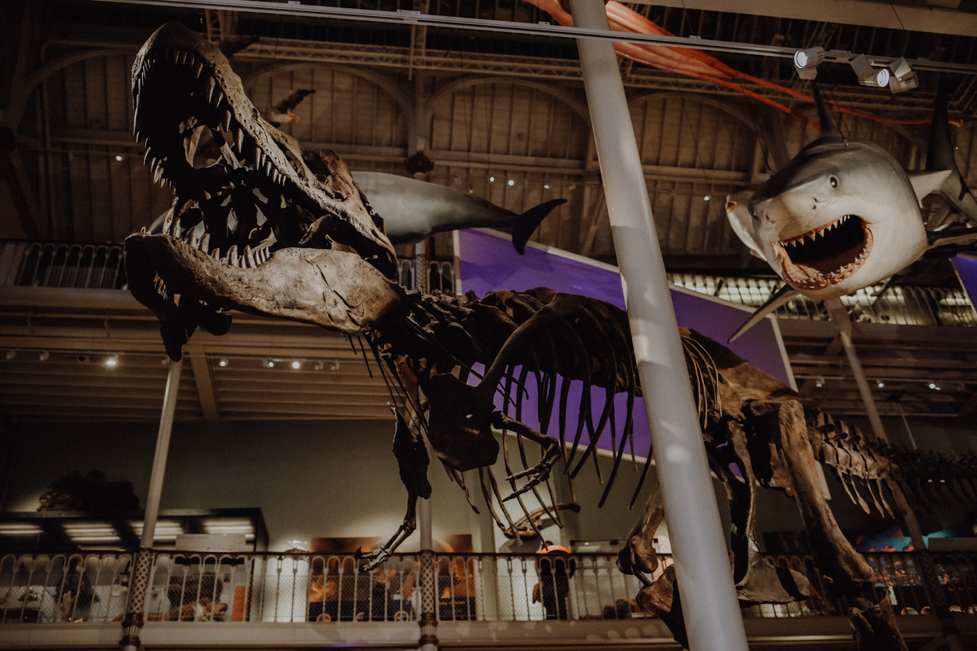 Edinburgh bei Regen Sehenswürdigkeiten The Royal Museum