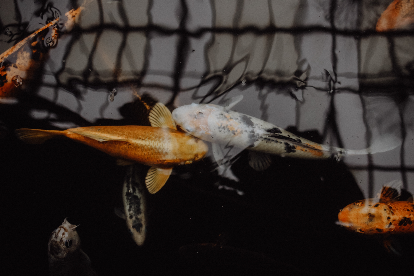 Edinburgh Sehenswürdigkeiten The Royal Botanical Gardens