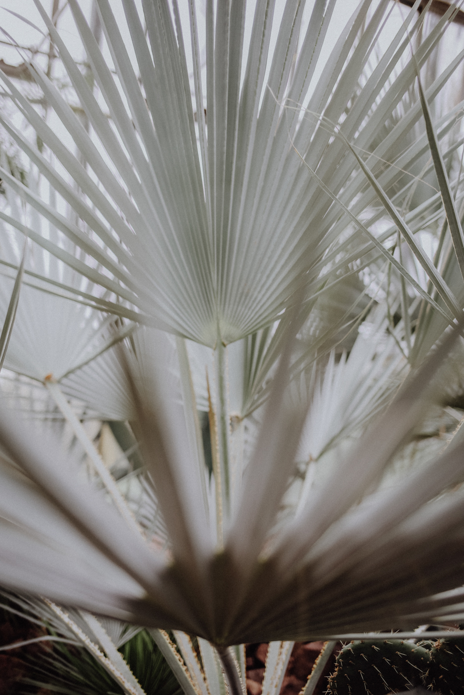 Edinburgh Sehenswürdigkeiten The Royal Botanical Gardens