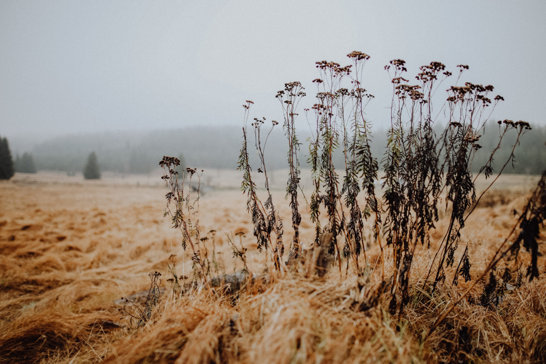 Wandern Erzgebirge Schwarzwassertal