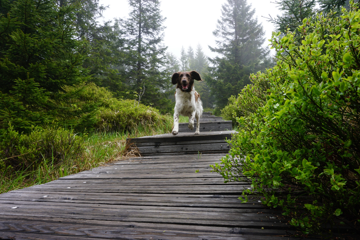 Fernwanderwege Deutschland Hexen-Stieg