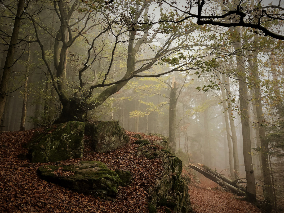 Fernwanderwege Deutschland Hexen-Stieg
