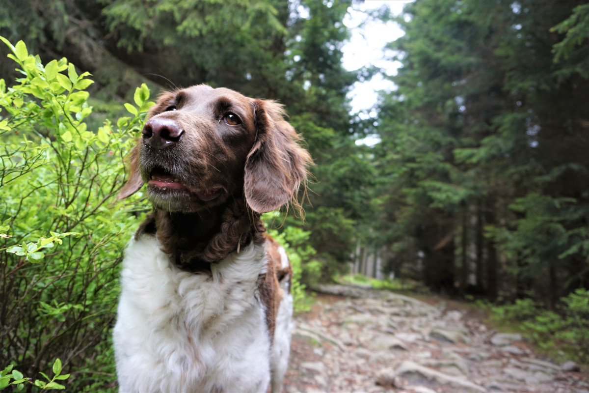 Fernwanderwege Deutschland Hexen-Stieg