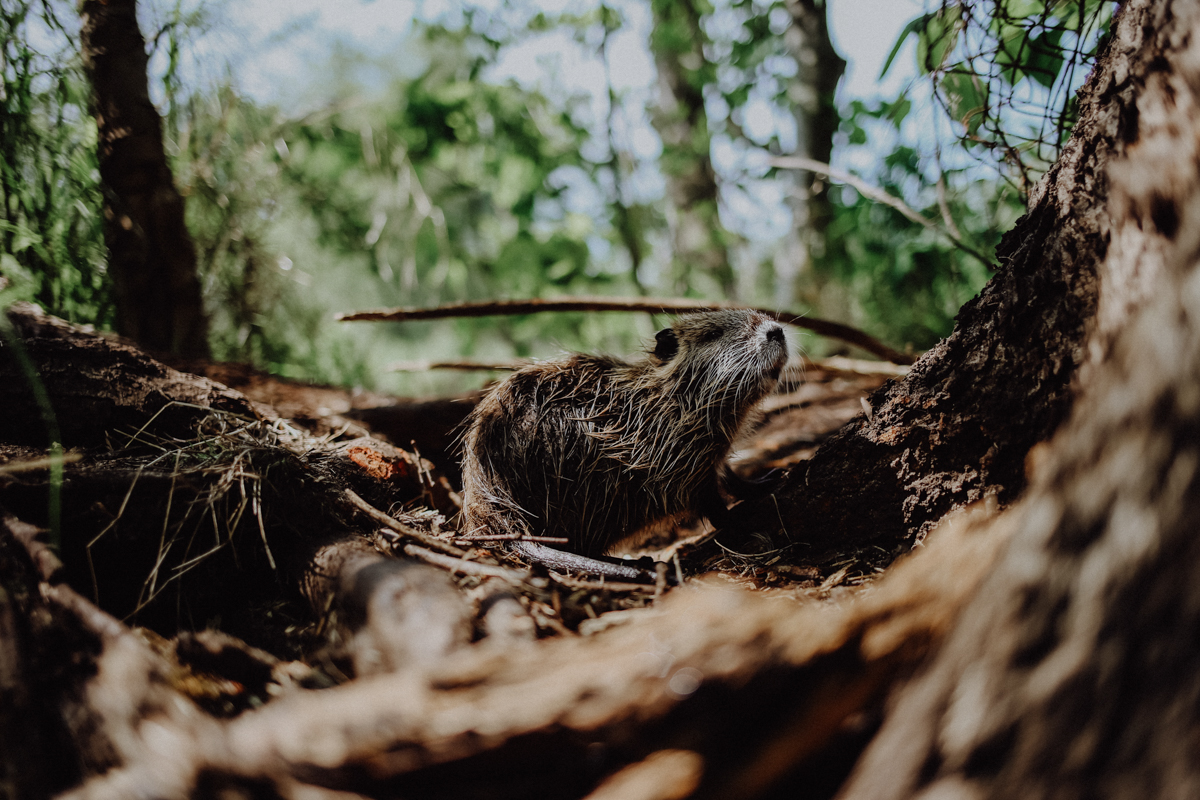 Paddeltour Spreewald Wasserratte