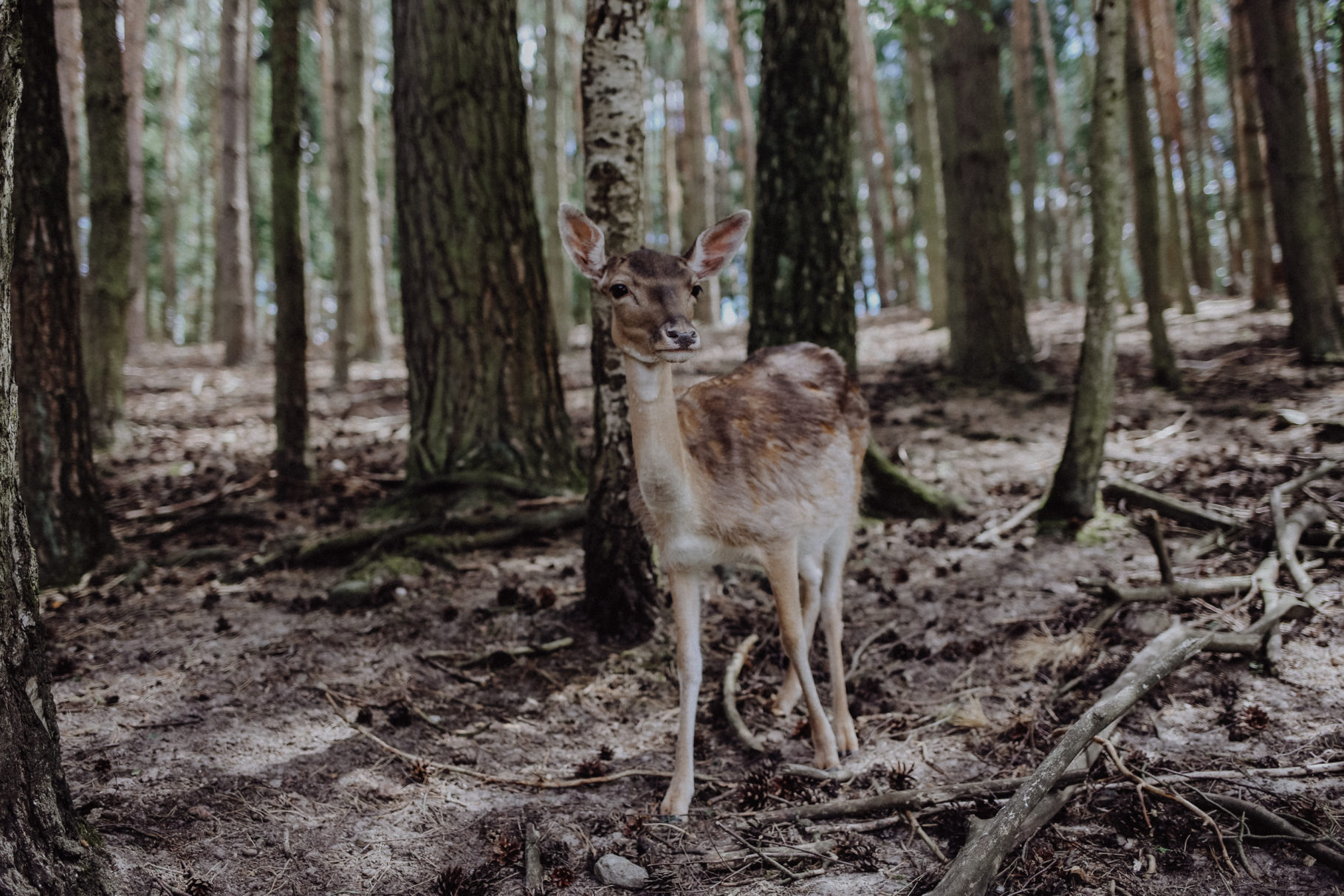 Fläming Springbachmühle Bad Belzig