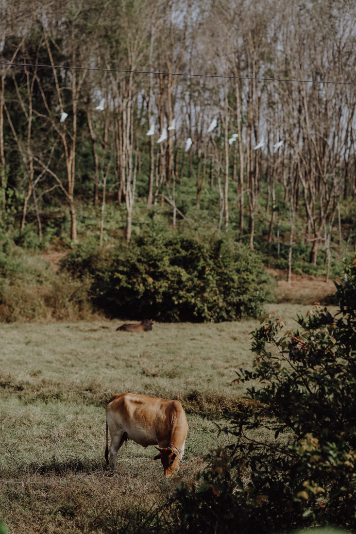 Ngapali Beach Reisetipps Roller