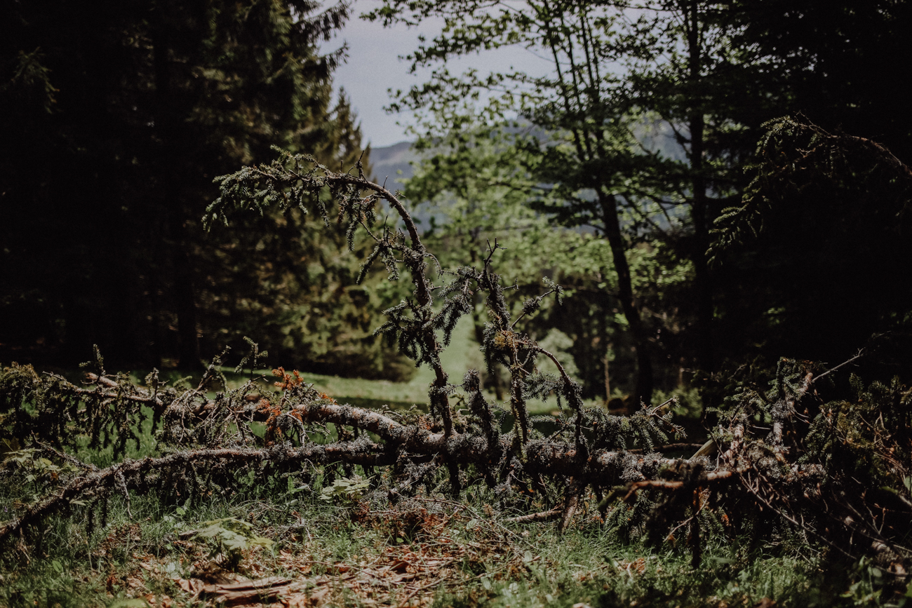 Wandern Schwarzwald Feldberg Feldbergsteig