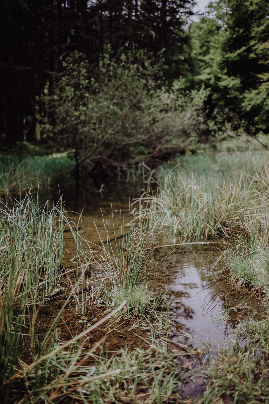 Wandern Schwarzwald Feldberg Feldbergsteig
