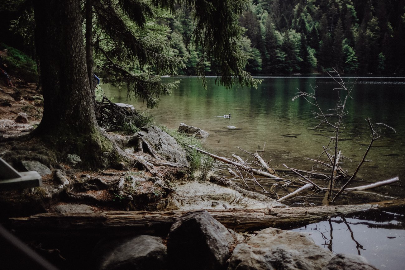 Wandern Schwarzwald Feldberg Feldbergsee Feldbergsteig