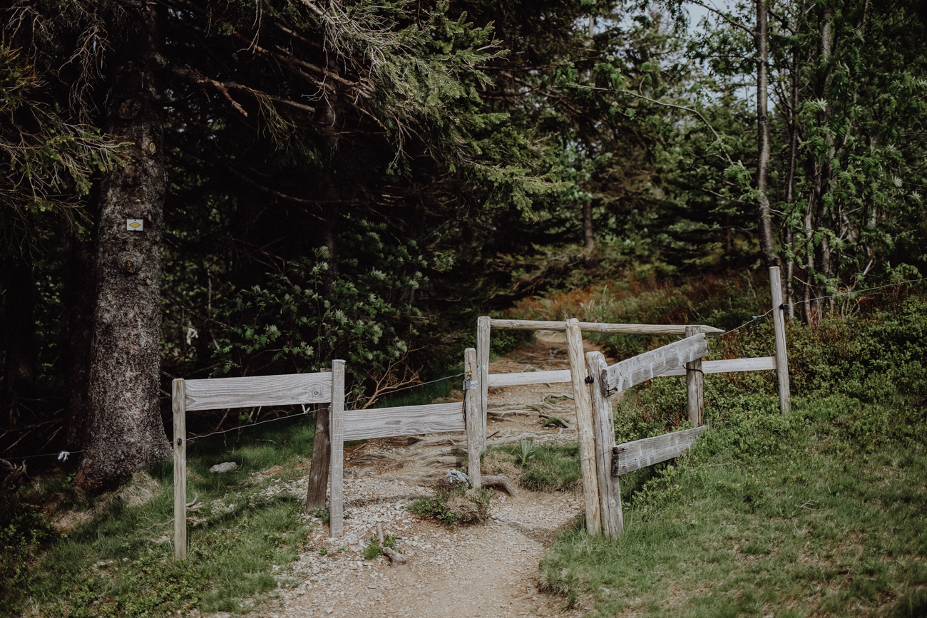 Wandern Schwarzwald Feldberg Feldbergsteig