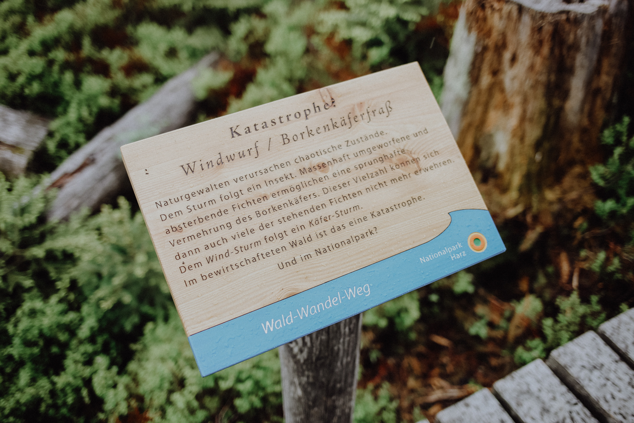 Wandern Harz Torfmoor WaldWandelWeg