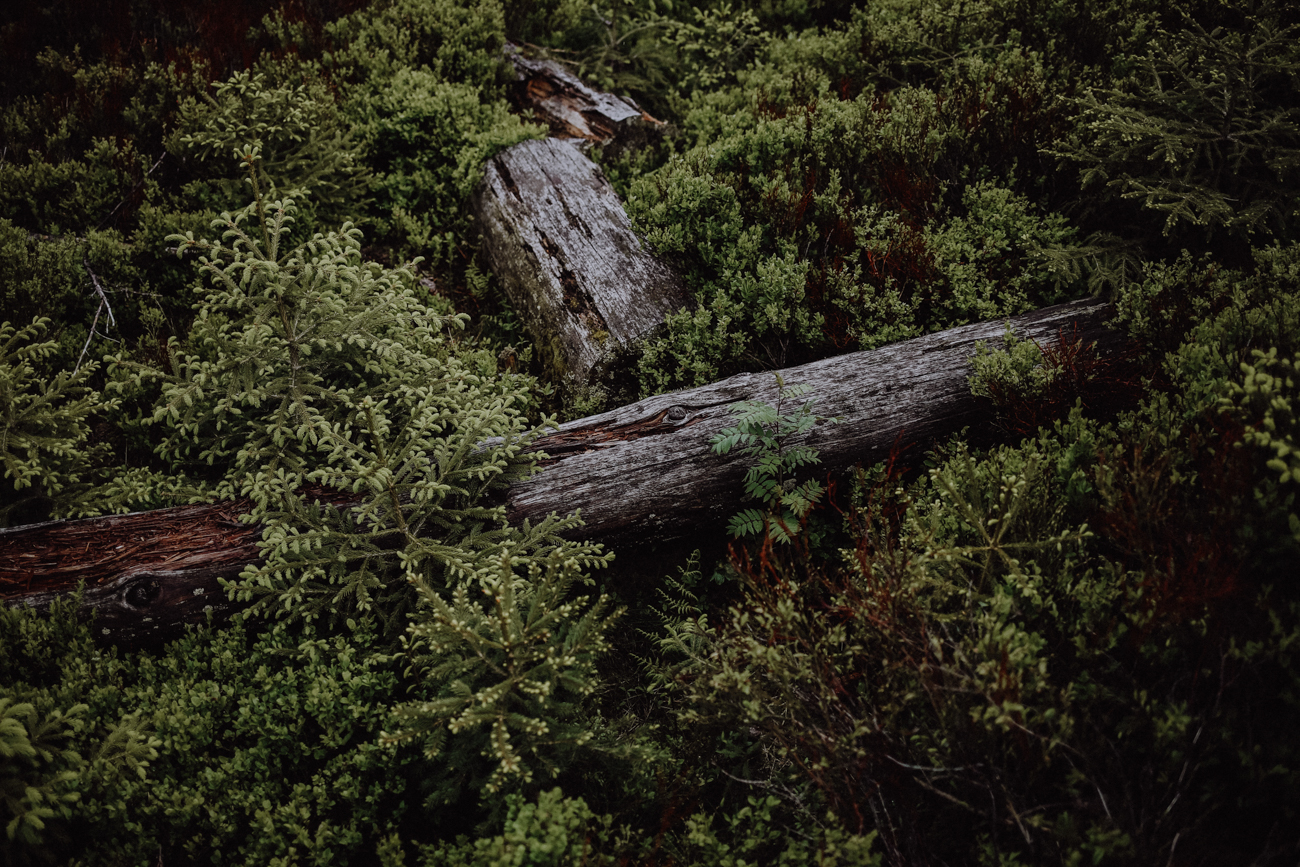 Wandern Harz Torfmoor WaldWandelWeg