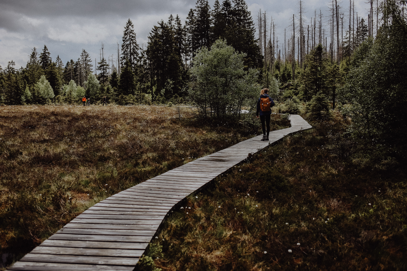 Wandern Harz Torfmoor