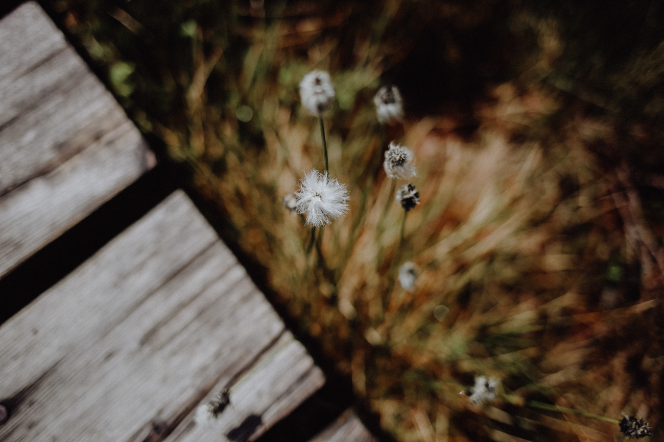 Wandern Harz Torfmoor