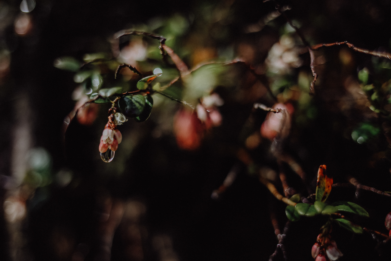 Wandern Harz Oderteich