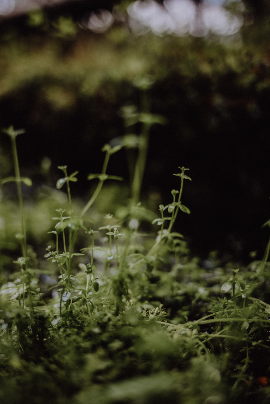 Wandern Harz Oderteich