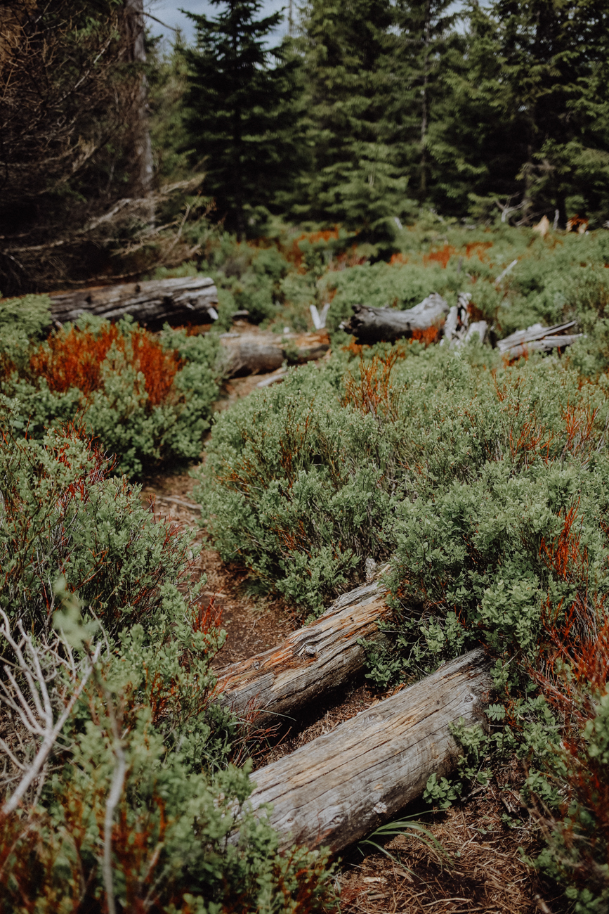 Wandern Harz Schierke