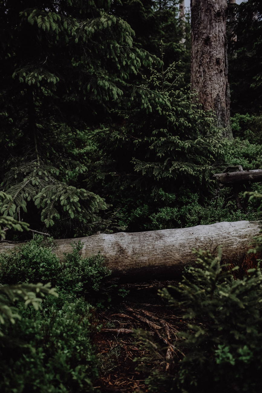 Wandern Harz Schierke Eulenstieg