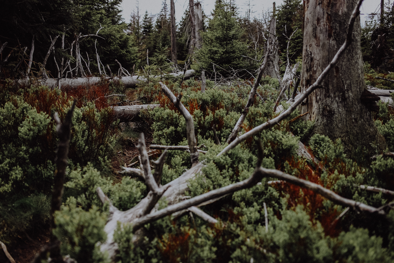 Wandern Harz Schierke Eulenstieg