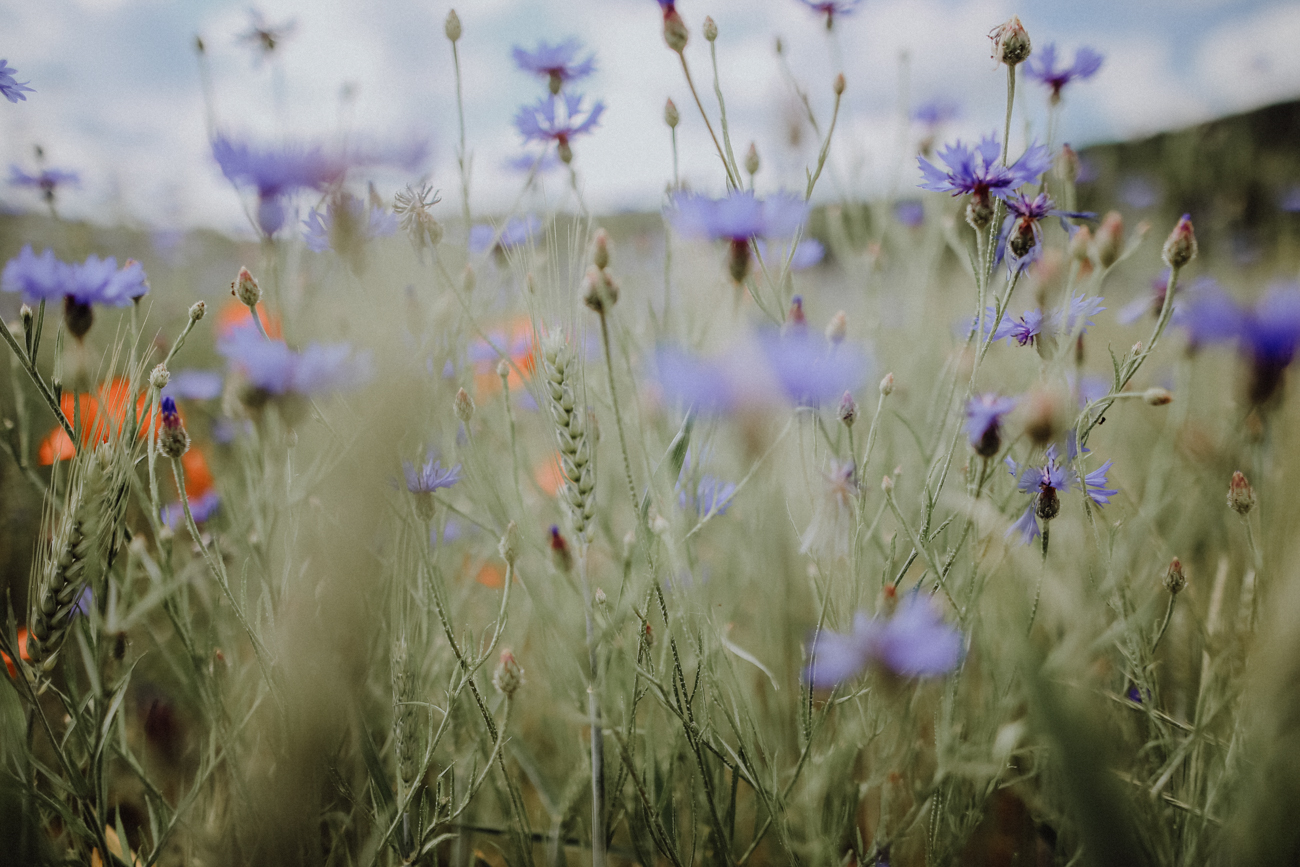 Wandern Harz Teufelsmauer