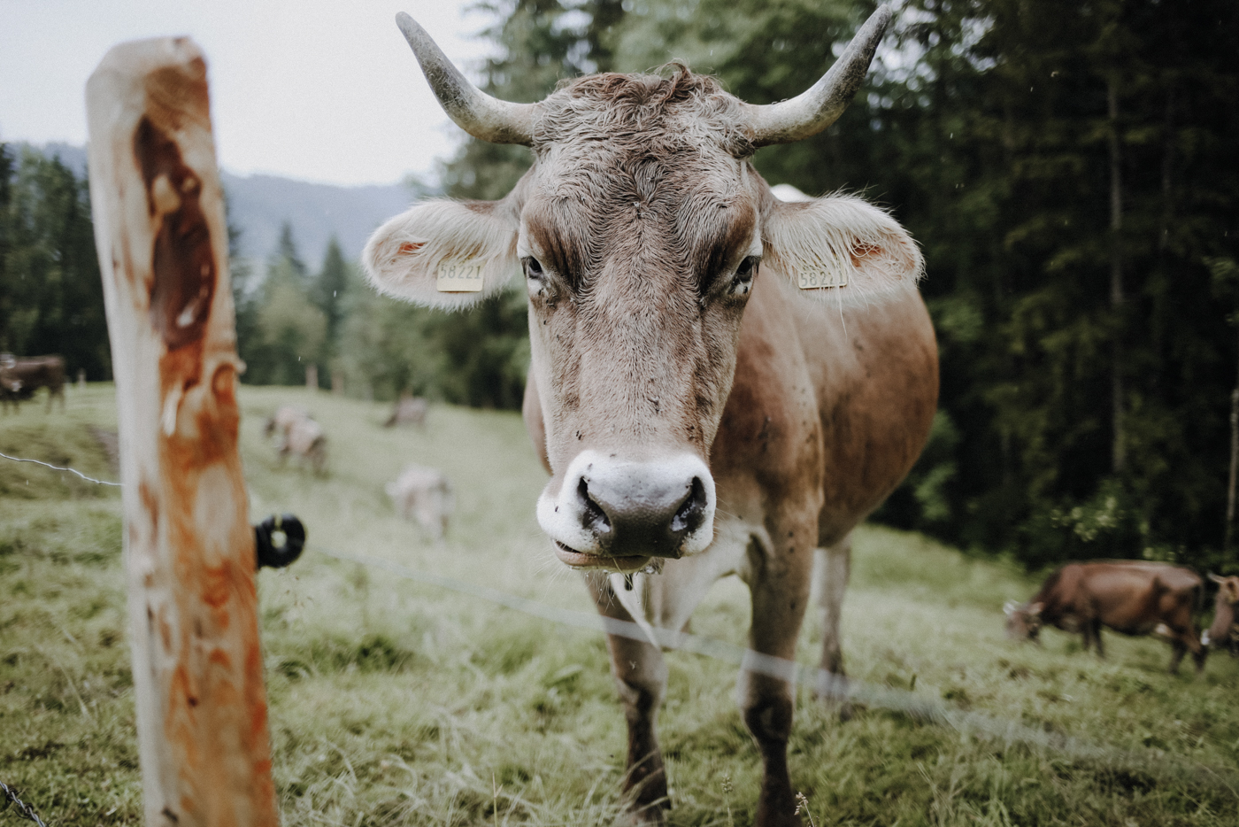 Wandern Allgäu Buchenegger Wasserfälle