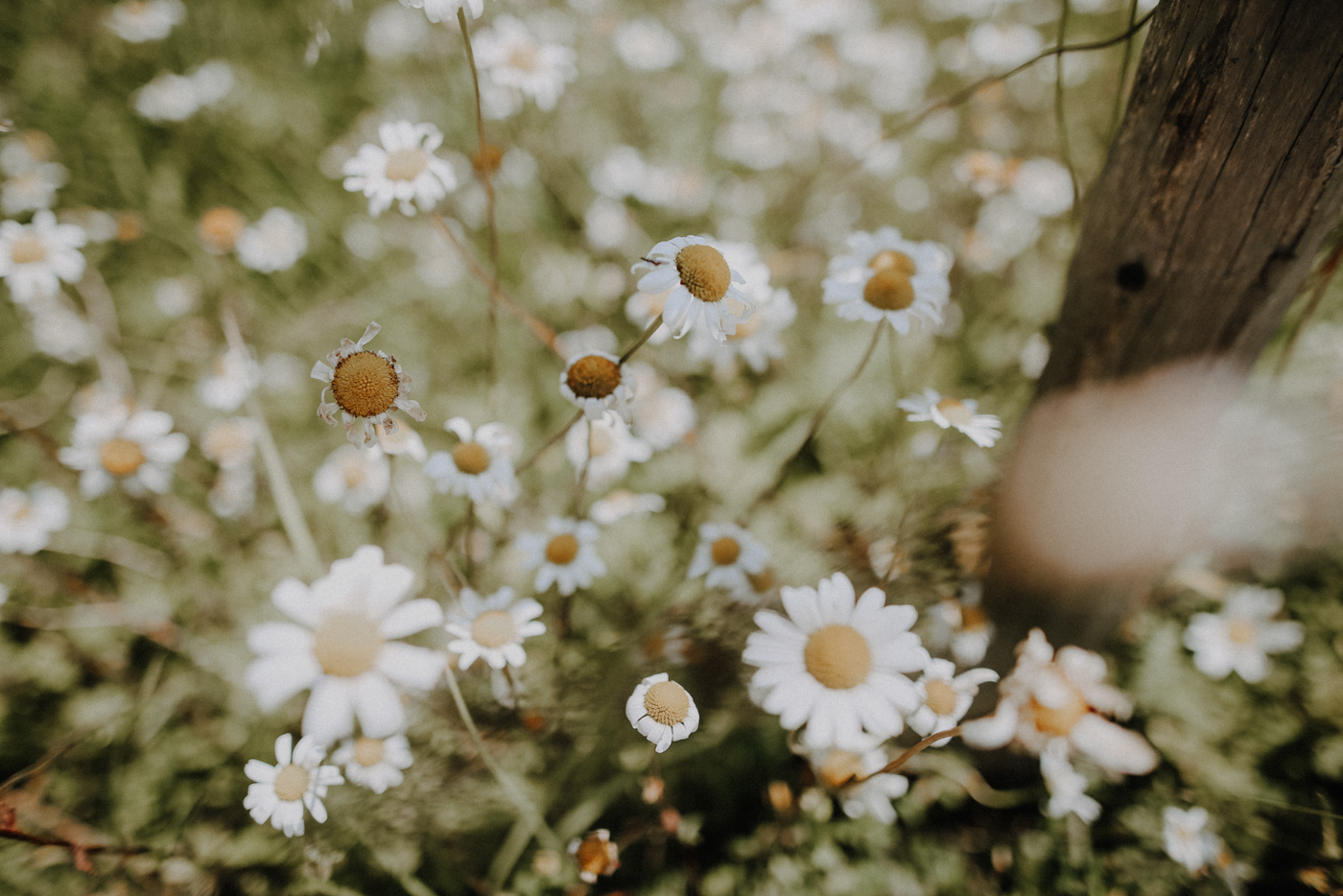 Wandern Allgäu Stillachtal Rappenalptal