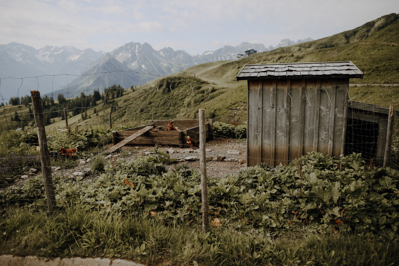Wandern Allgäu Fellhorngrat Alpe Schlappold