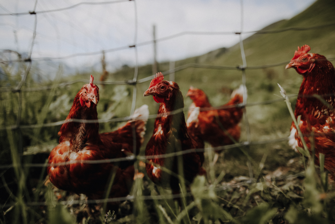 Wandern Allgäu Fellhorngrat Alpe Schlappold