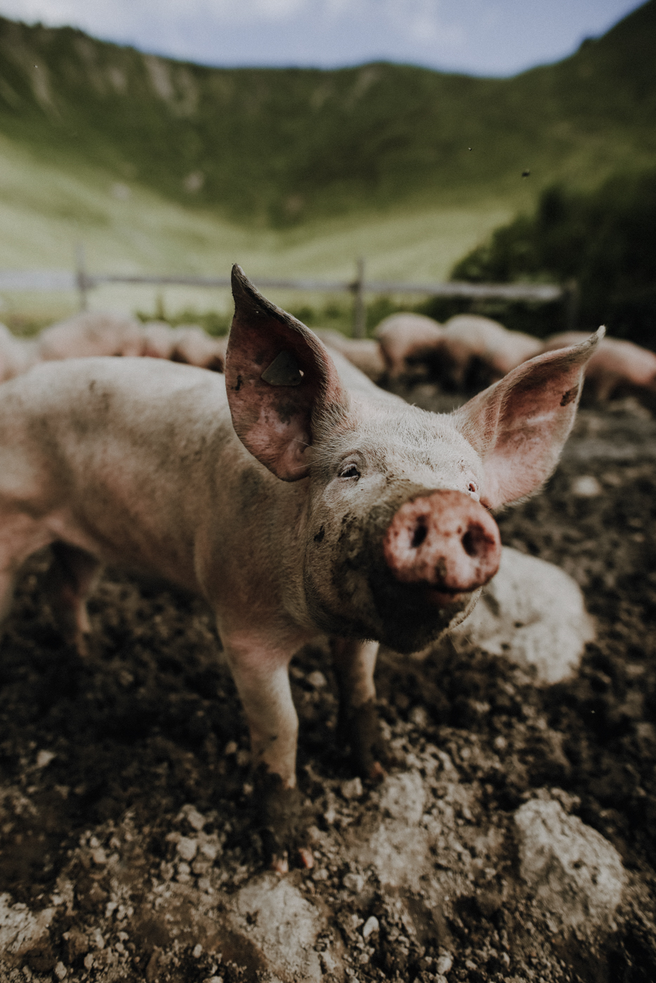 Wandern Allgäu Fellhorngrat Alpe Schlappold