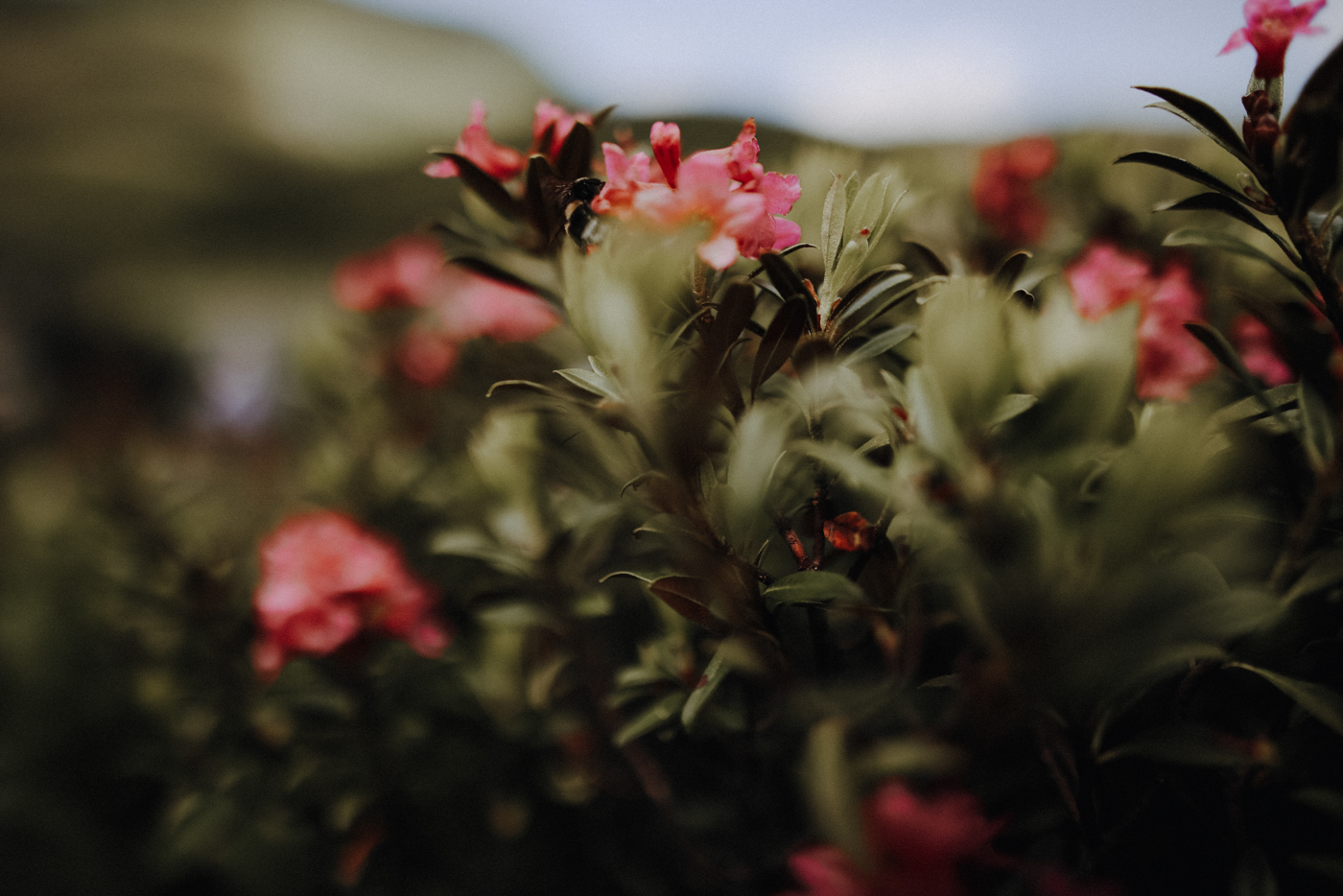 Wandern Allgäu Fellhorngrat Alpenrosen