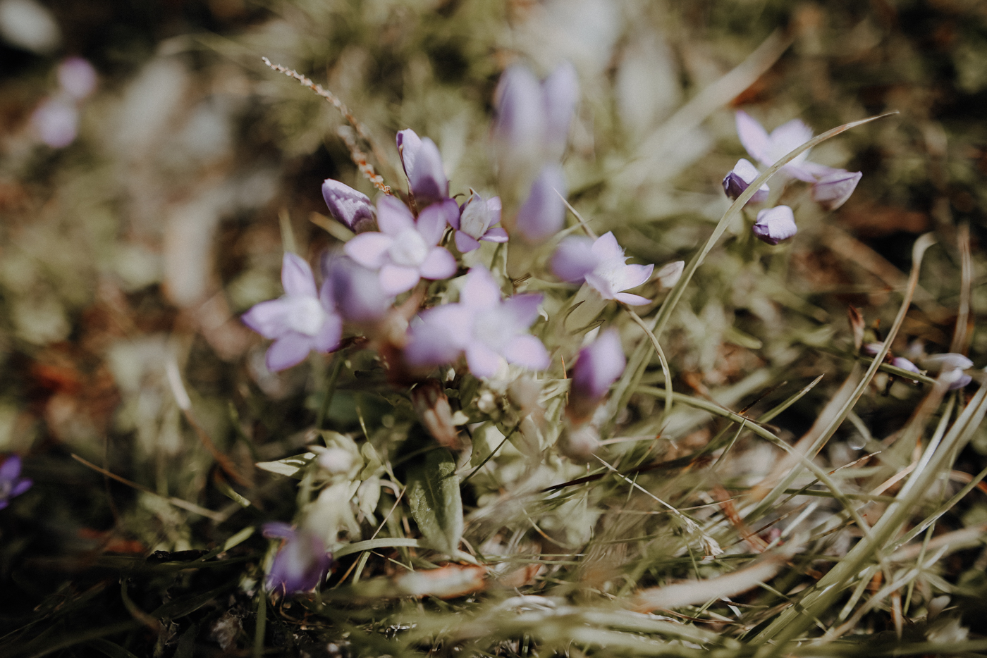 Nockberge Kärnten Wandern Falkert Falkertsee