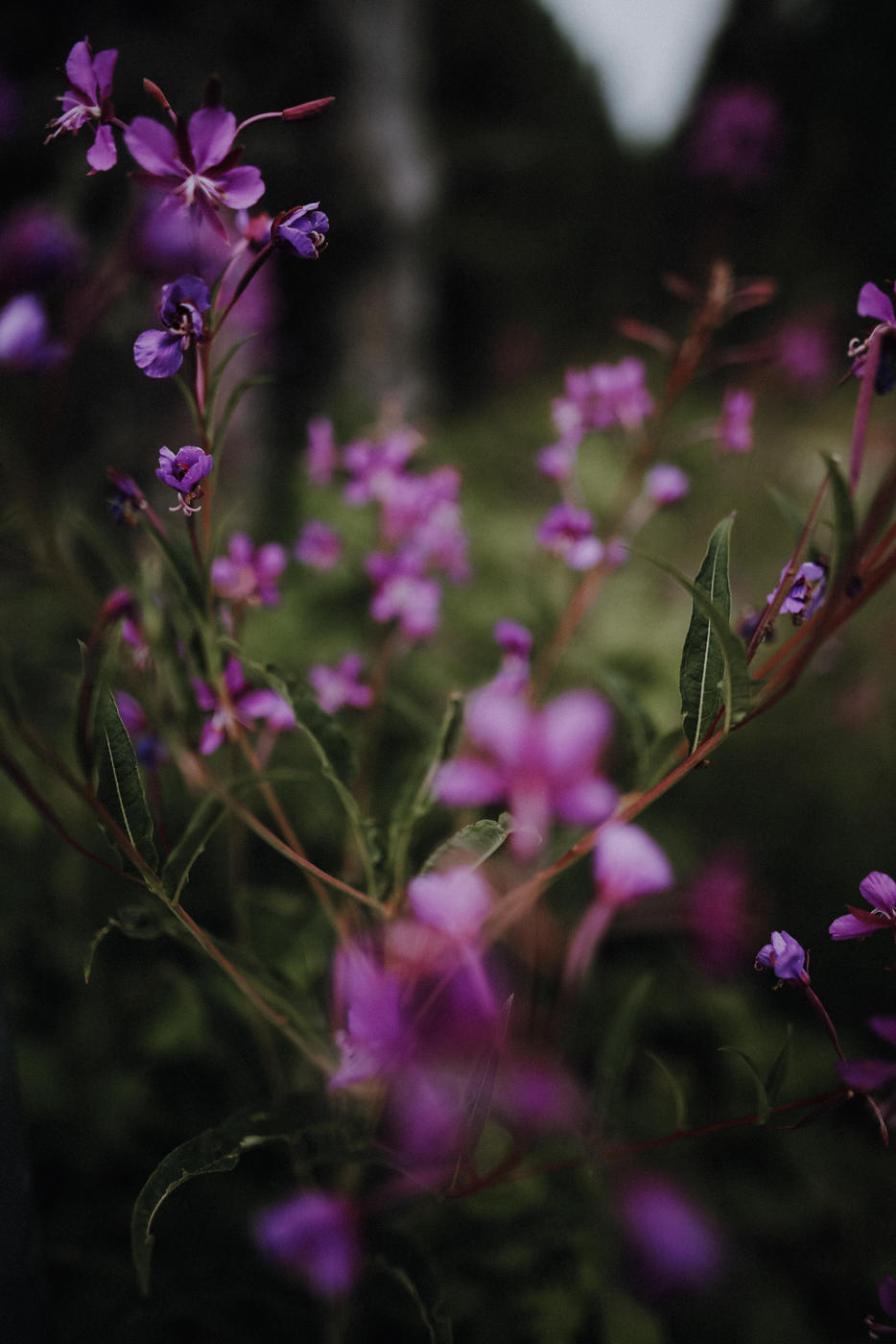 Nockberge Kärnten Wandern Turracher Höhe Schoberriegel Schwarzsee