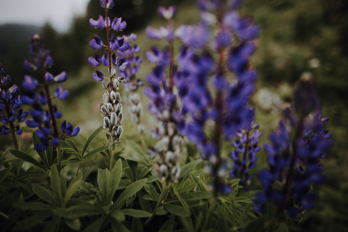 Nockberge Kärnten Wandern Turracher Höhe Schoberriegel Schwarzsee