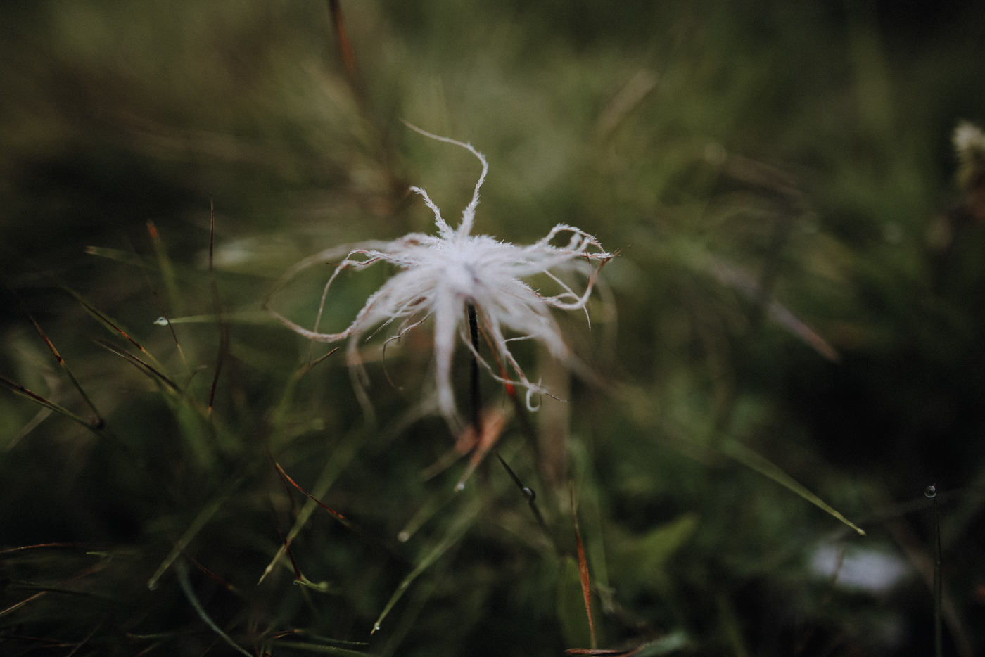Nockberge Kärnten Wandern Turracher Höhe Schoberriegel