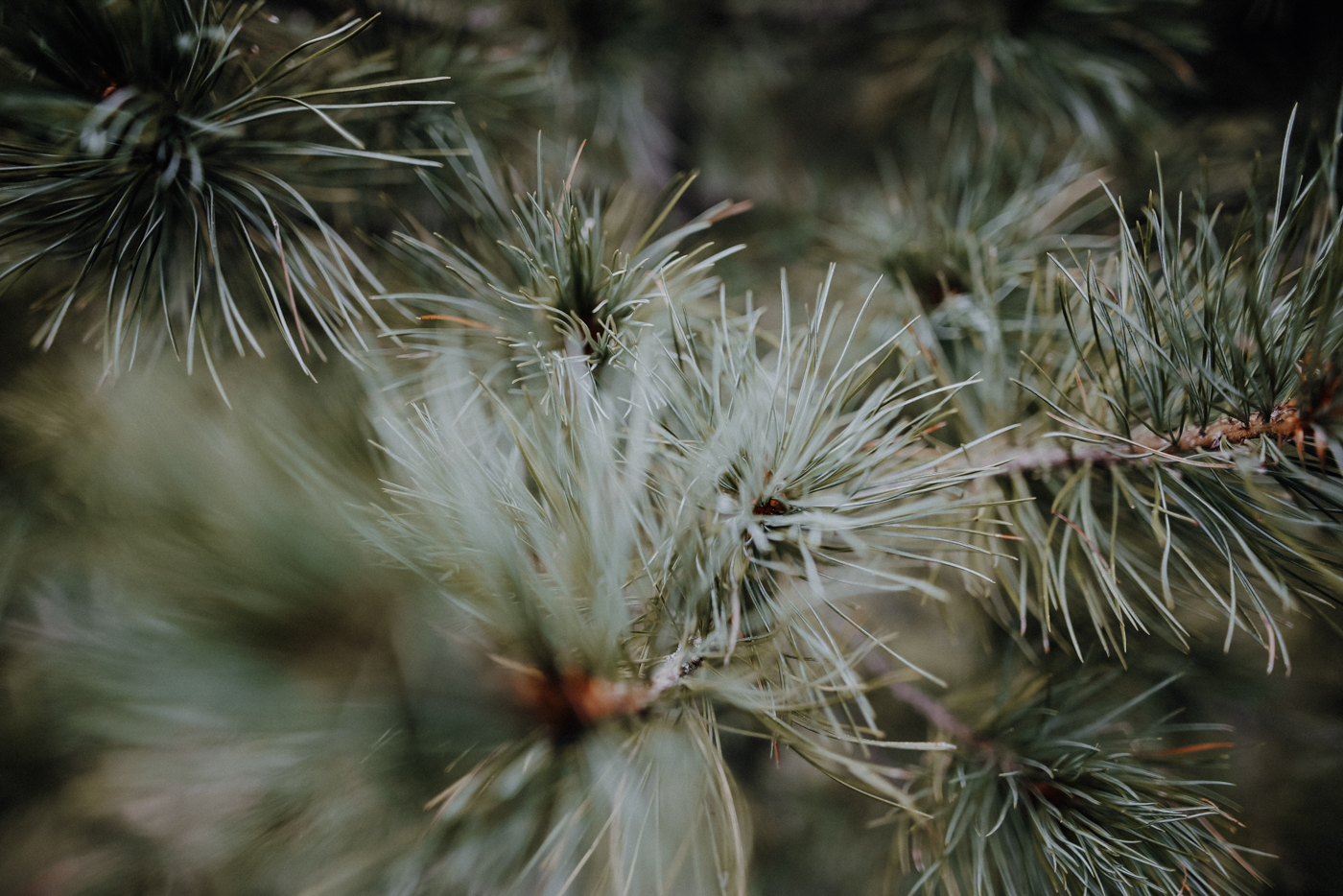 Nockberge Kärnten Wandern Turracher Höhe Schoberriegel