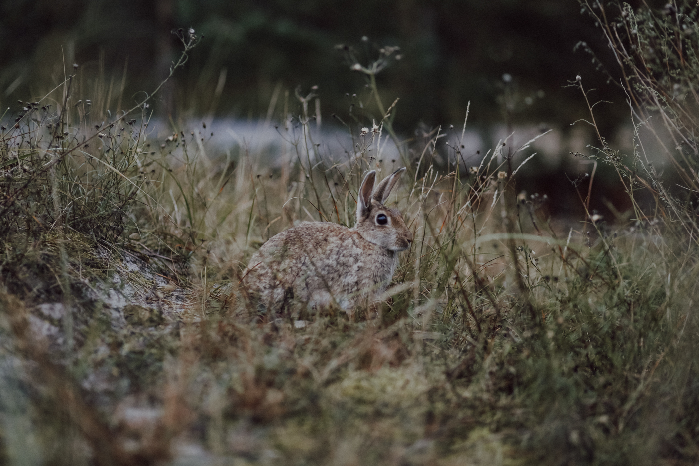 Wandern Mecklenburg Vorpommern Zingst Darß