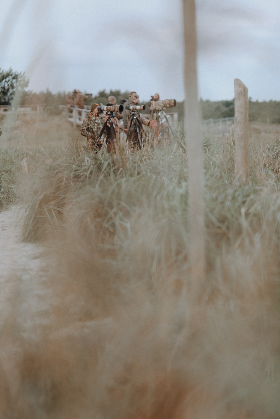 Wandern Darß Zingst Leuchtturmweg Hirschbrunft