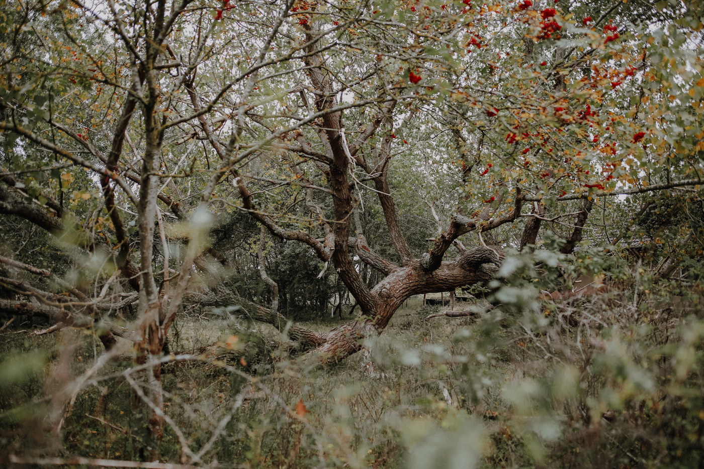 Wandern Darß Zingst Leuchtturmweg Herbst