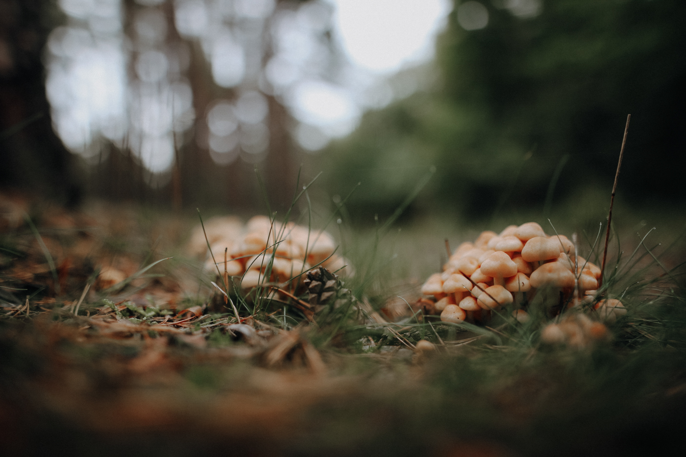 Wandern Darß Zingst Leuchtturmweg Herbst