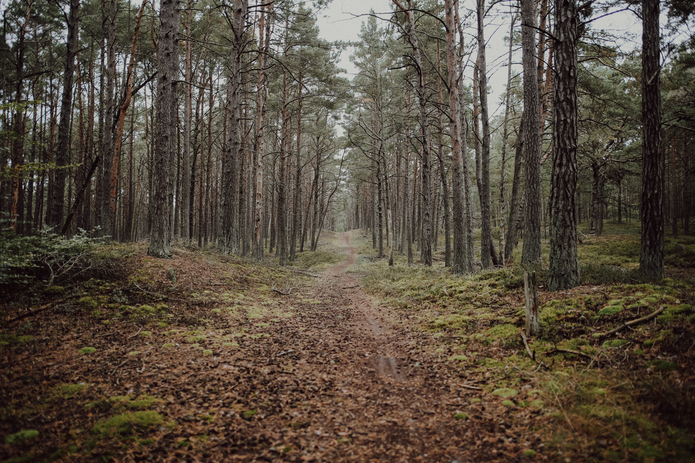 Wandern Darß Zingst Leuchtturmweg Herbst