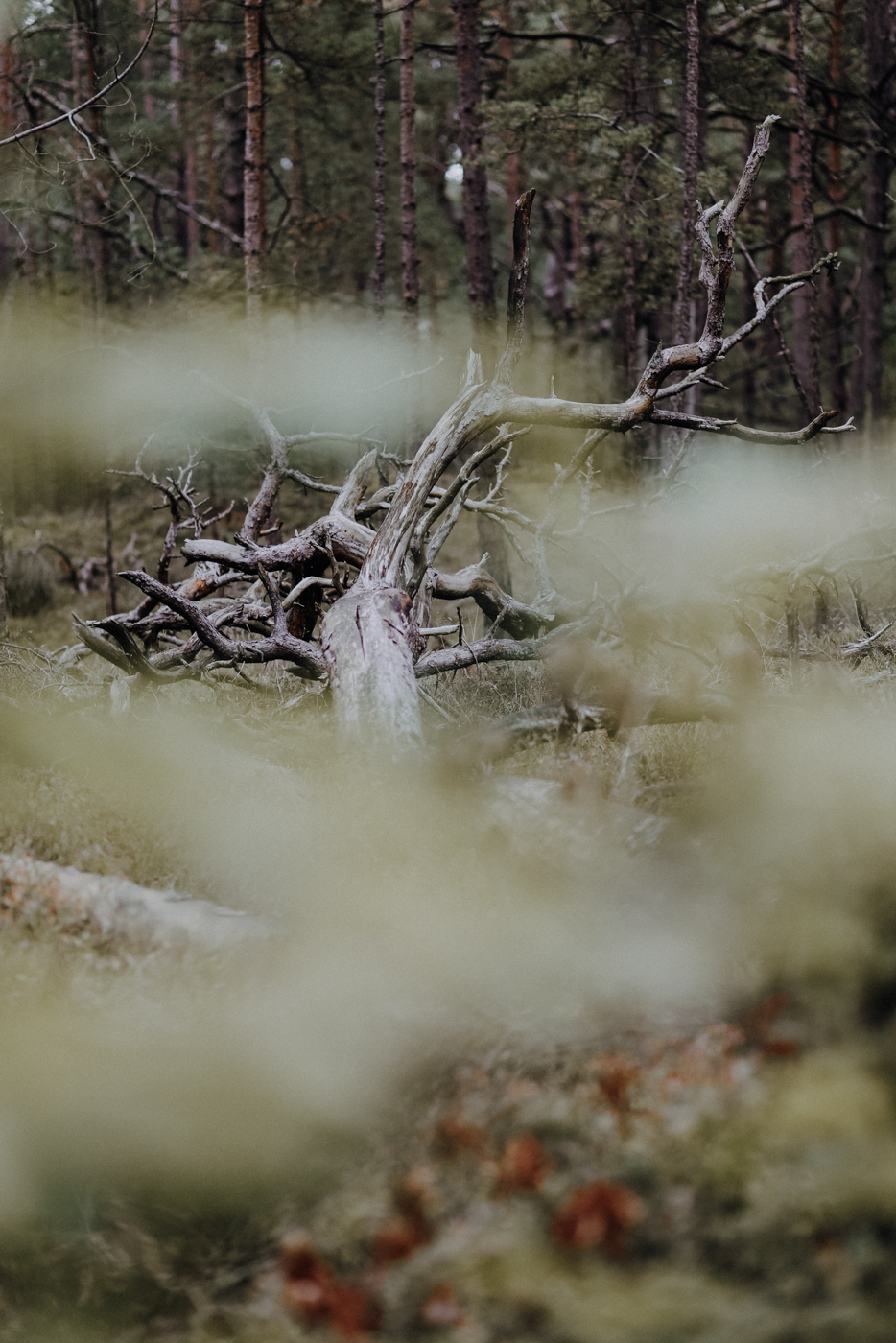 Wandern Darß Zingst Leuchtturmweg Herbst