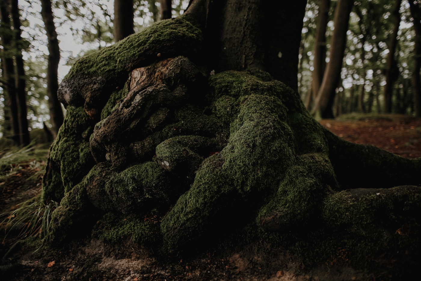 Wandern Mecklenburg Vorpommern Rügen
