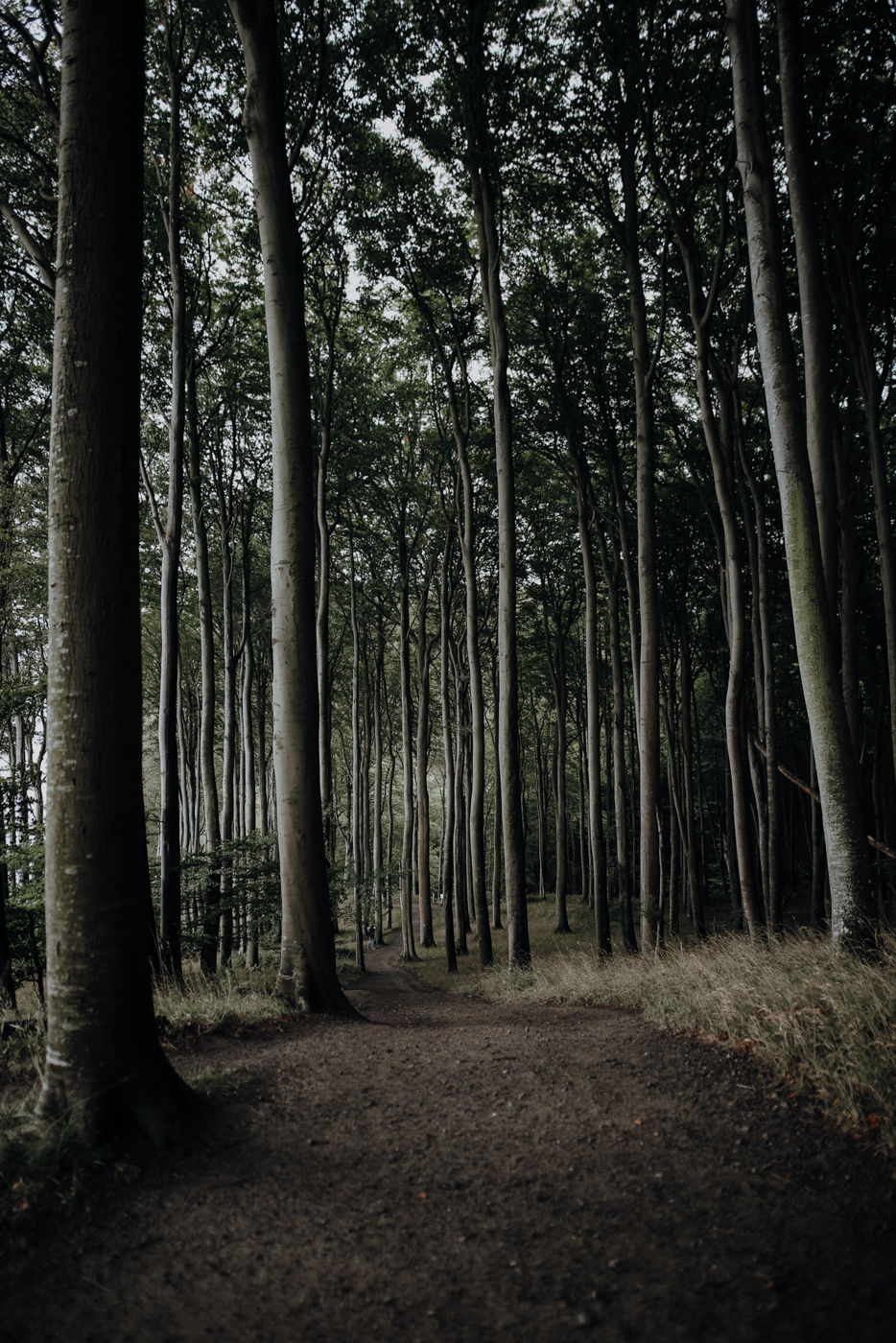 Wandern Rügen Hochuferweg Buchwälder
