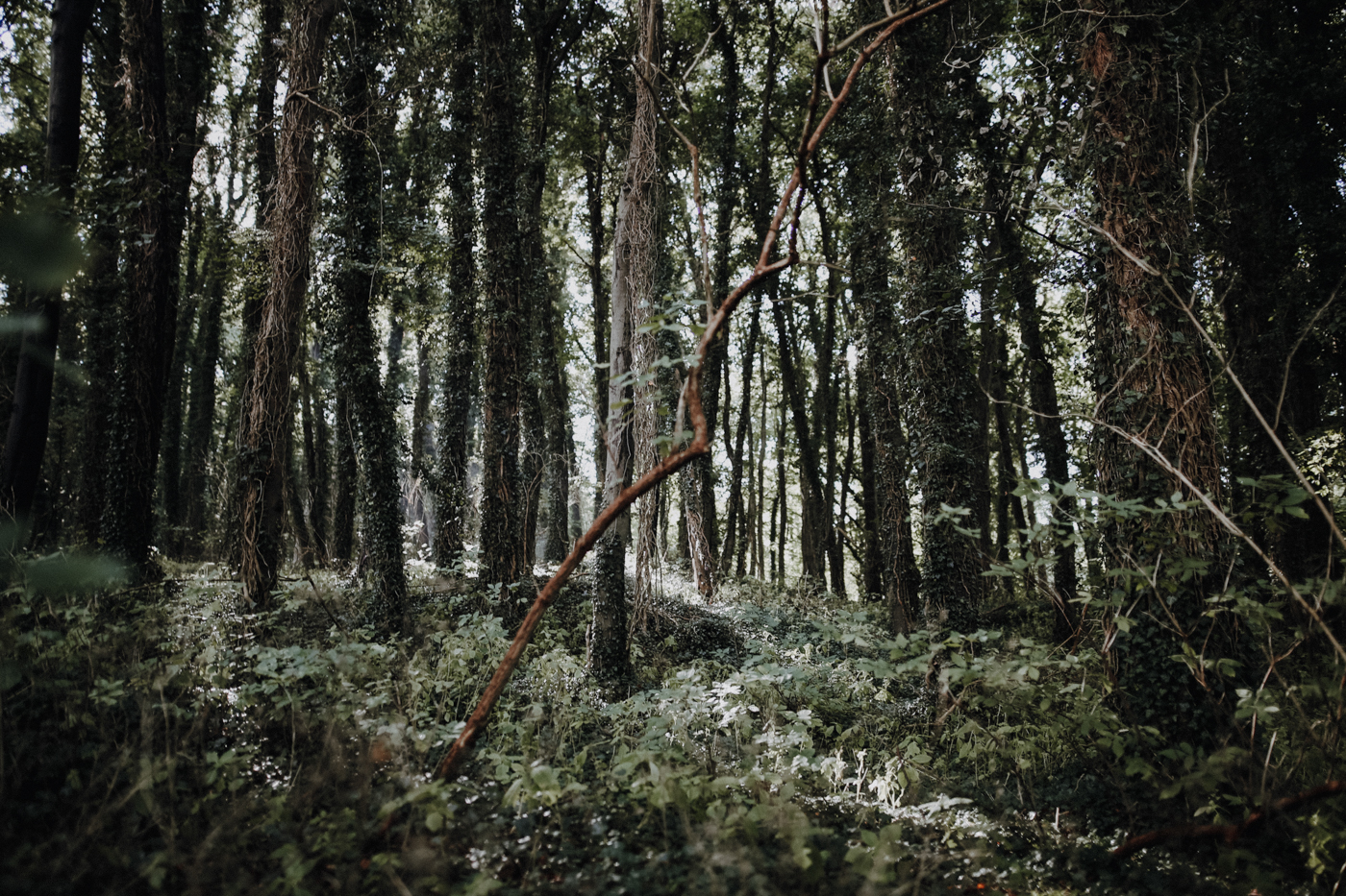Wandern Usedom Streckelsberg